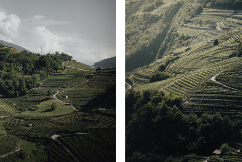 Pilzer - Eredità del territorio - Trentino - Val di Cembra